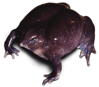 : Nasikabatrachus sahyadrensis