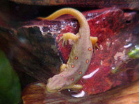 : Notophthalmus viridescens viridescens; Red-Spotted Eastern Newt