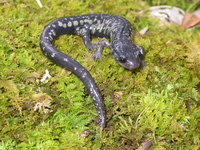 : Plethodon variolatus; South Carolina Slimy Salamander