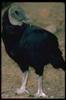 : Coragyps atratus; Black Vulture