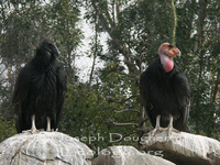 : Gymnogyps californianus; California Condor