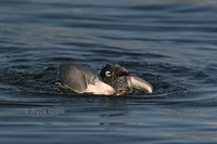 : Larus pipixcan; Franklin's Gull