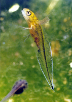 : Triturus cristatus; Great Crested Newt