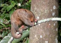 : Cyclopes didactylus; Silky, Pygmy Anteater
