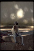 : Propithecus verreauxi verreauxi; Verreaux's Sifaka