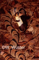 : Aspidelaps lubricus lubricus; Coral Cobra