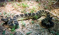 : Crotalus viridis cerberus; Arizona Black Rattlesnake