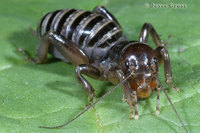 : Stenopelmatus intermedius; Jerusalem Cricket