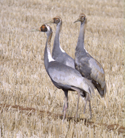 재두루미 Grus vipio | white-naped crane