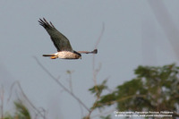 Pied Harrier Scientific name - Circus melanoleucos