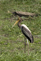 Leptoptilos javanicus   Lesser Adjutant photo