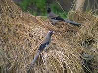 Grey Treepie (Dendrocitta formosae) 2005. január 11. Corbett Tiger Reserve, Quality Inn