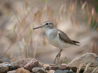 깝작도요 Tringa hypoleucos | common sandpiper