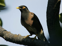 Common Myna