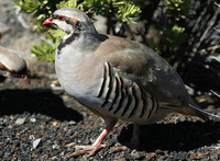 Chukar