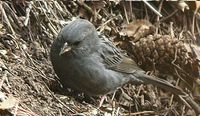 Grey Bunting » Emberiza variabilis