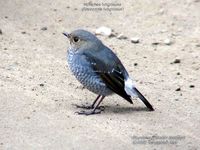 Plumbeous Water-Redstart - Rhyacornis fuliginosus © Devashish Deb