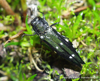 Agrilus guerini