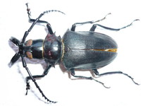 Dorysthenes walkeri