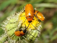 Exosoma lusitanicum