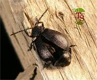 Galeruca tanaceti