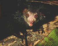 Adult male Aye-aye (Daubentonia madagascariensis) Ile mon Desir, north-east Madagascar