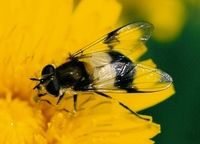 Leucozona lucorum