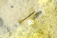Hydrometra stagnorum