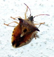 Elasmucha ferrugata