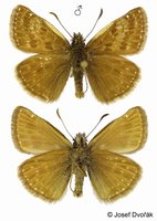 Erynnis tages - Dinky Skipper