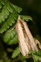 Shargacucullia scrophulariae - Water Betony