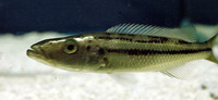 Rhamphochromis esox, : fisheries, aquarium