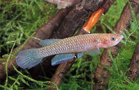Aphyosemion maeseni, : aquarium