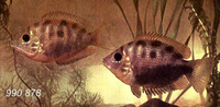 Etroplus maculatus, Orange chromide: fisheries, aquarium