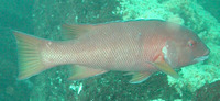 Semicossyphus darwini, GalÃ¡pagos sheephead wrasse: fisheries