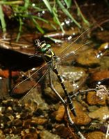 Cordulegaster boltonii - Golden-ringed Dragonfly