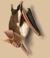 Image of: Hipposideros diadema (diadem roundleaf bat)