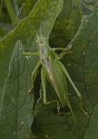 Tettigonia cantans