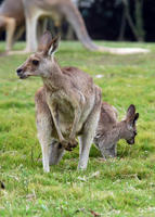 Image of: Macropus giganteus (eastern gray kangaroo)