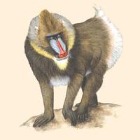 Image of: Mandrillus sphinx (mandrill)