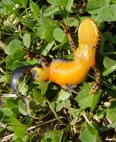 Triturus alpestris - Alpine Newt