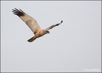 Circus aeruginosus - Western Marsh Harrier