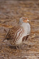 Perdix perdix - Grey Partridge