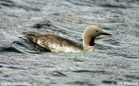 Gavia stellata - Red-throated Diver