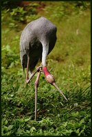 Grus antigone - Sarus Crane