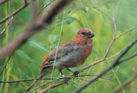 Pinicola enucleator - Pine Grosbeak