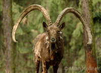 Capra sibirica - Siberian Ibex