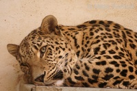 Panthera pardus saxicolor - Persian Leopard