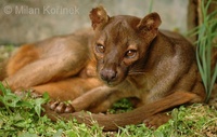 Cryptoprocta ferox - Fossa