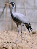 Image of: Anthropoides virgo (demoiselle crane)